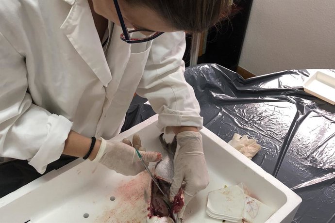 Archivo - La tesis de Dolores Rojo de la UPCT