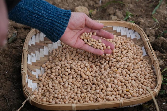 Garbanzo mallorquín.