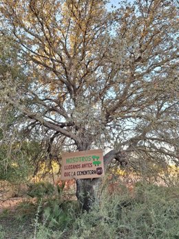 Uno de los árboles de la Dehesa  Nueva