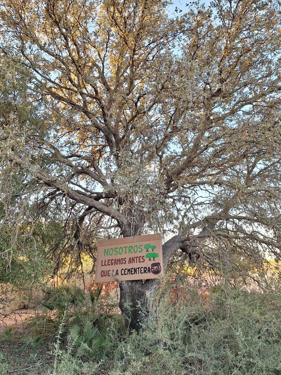 Uno de los árboles de la Dehesa  Nueva