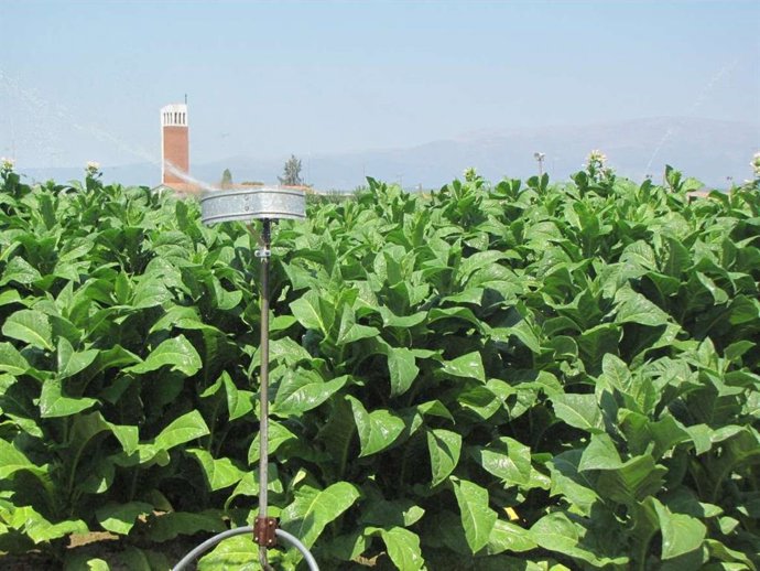 Archivo - Regadíos en una imagen de archivo