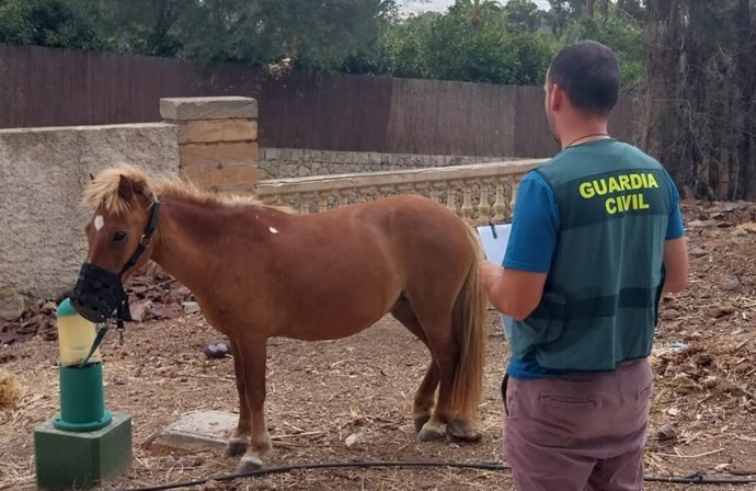 El poni del Safari Zoo de Sa Coma de Sant Lloren