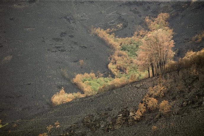 Archivo - Algunos árboles sobresalen entre la ceniza en una zona arrasada por el fuego, a 16 de agosto de 2022, en O Courel, Lugo, Galicia (España). 