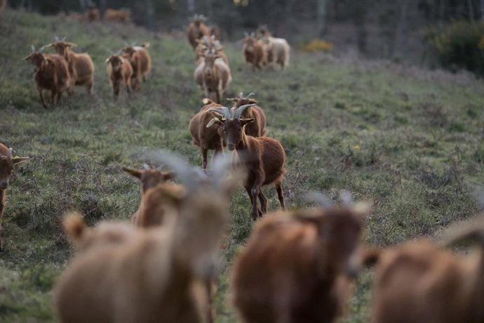 Archivo - El rebaño de cabras