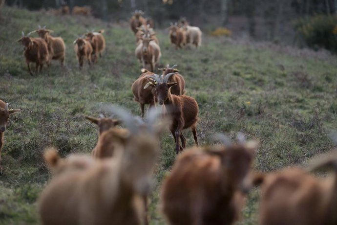 Archivo - El rebaño de cabras durante su paseo diario en el monte común de Borreiques, a 16 de marzo de 2023, en Guntín, Lugo, Galicia (España). La ganadería de caprino ecológico 'Cabuxa Natur' está compuesta por más de 250 cabras. El Congreso ha aproba