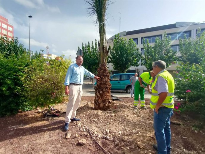 Murcia planta más de un centenar de palmeras para embellecer medianas y rotondas del municipio