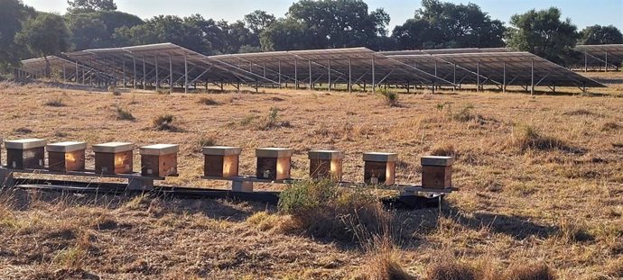 Iberdrola instala 30 colmenas en dos parques fotovoltaicos de Portugal y anuncia que desplegará avejas en todos sus parques fotovoltaicos del país luso.