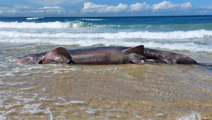 Cuerpo de un tiburón peregrino de seis metros de largo aparecido en la playa de Doniños, en Ferrol.