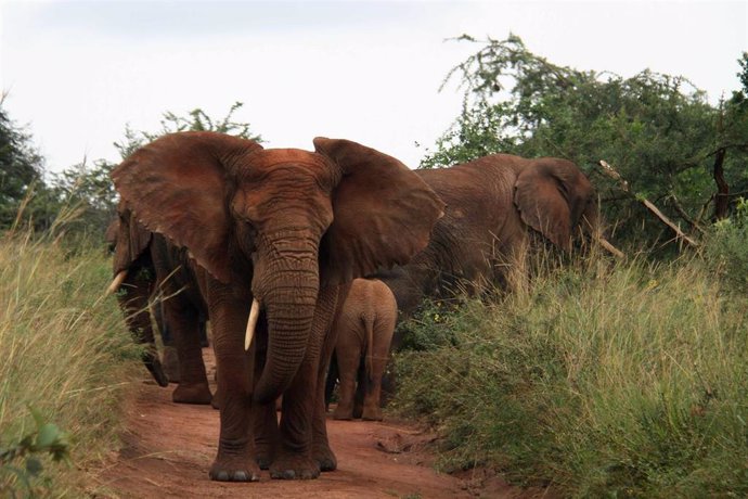 Archivo - Una manada de elefantes en el este de Ruanda (Archivo)