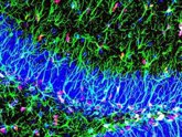 Foto: Definen cinco tipos de neuronas del colon especializadas en enviar señales al cerebro