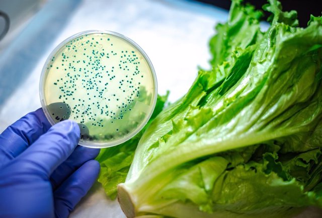 Archivo - Bacterial culture plate against romaine lettuce