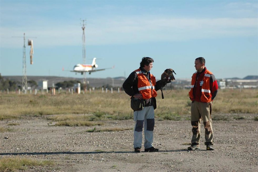 Archivo - Cetreros con un halcón en el Aeropuerto de Almería 