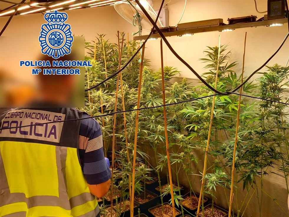 Nota De Prensa Y Fotografía "La Policía Nacional Desmantela Un Cultivo De Marihuana Tipo Indoor Y Detiene A Un Hombre"