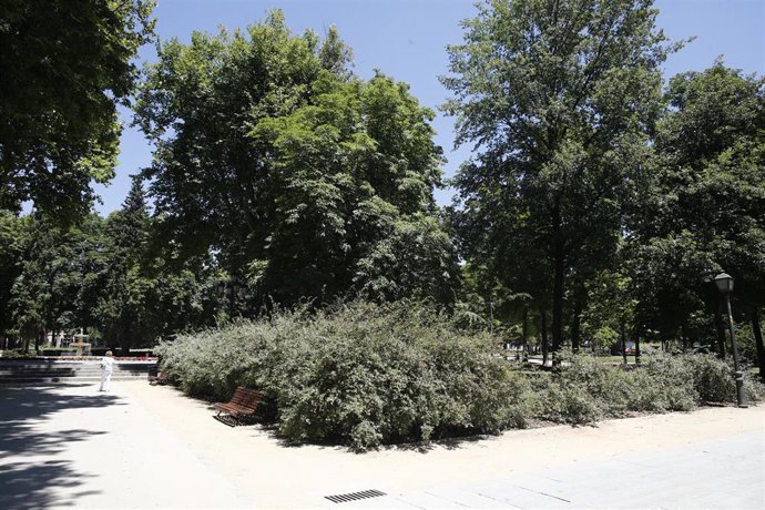 Archivo - Paseo con árboles y vegetación en el Parque del Retiro de Madrid.