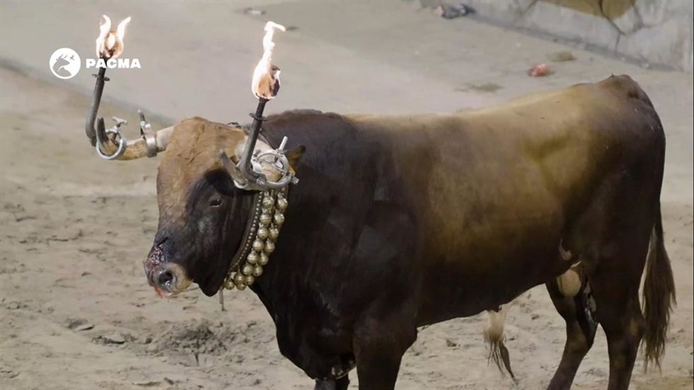 Un todo herido en los festejos taurinos del Grau de Castelló