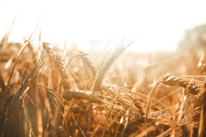 Cosecha de cebada