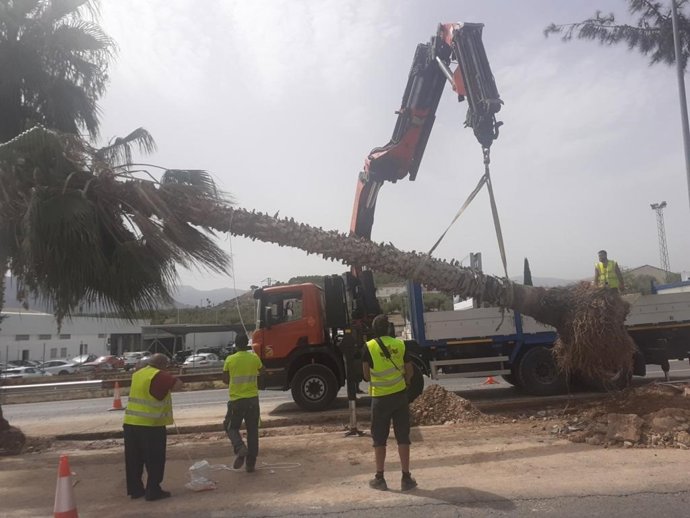 Retirada de las palmeras para su traslado al vivero municipal/Archivo