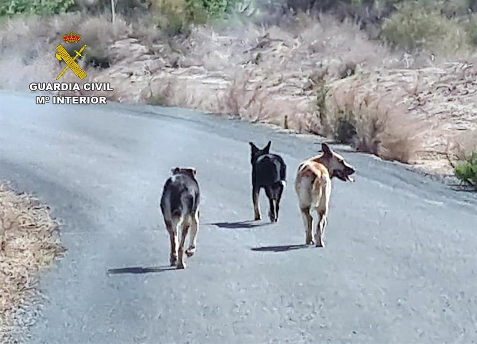 La Guardia Civil Investiga A Dos Personas Por El Abandono De Varios Perros Que Causaron La Muerte De Más De Una Veintena De Ovejas