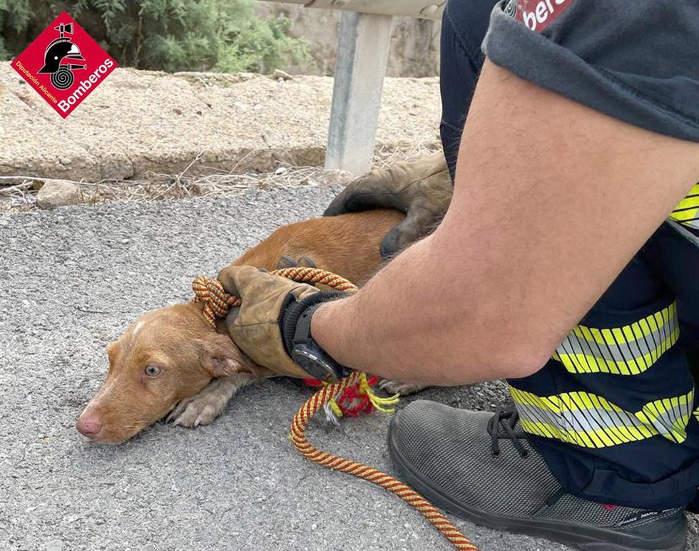 Rescatan a un perro atrapado en una acequia de San Fulgencio