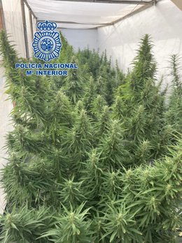 Marihuana incautada por la Policía Nacional