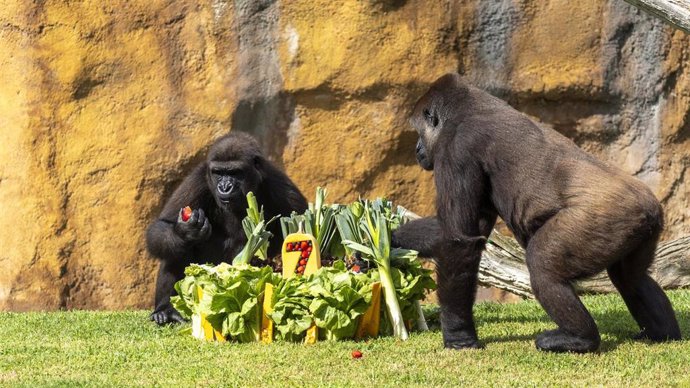 Cumpleaños de Virunga