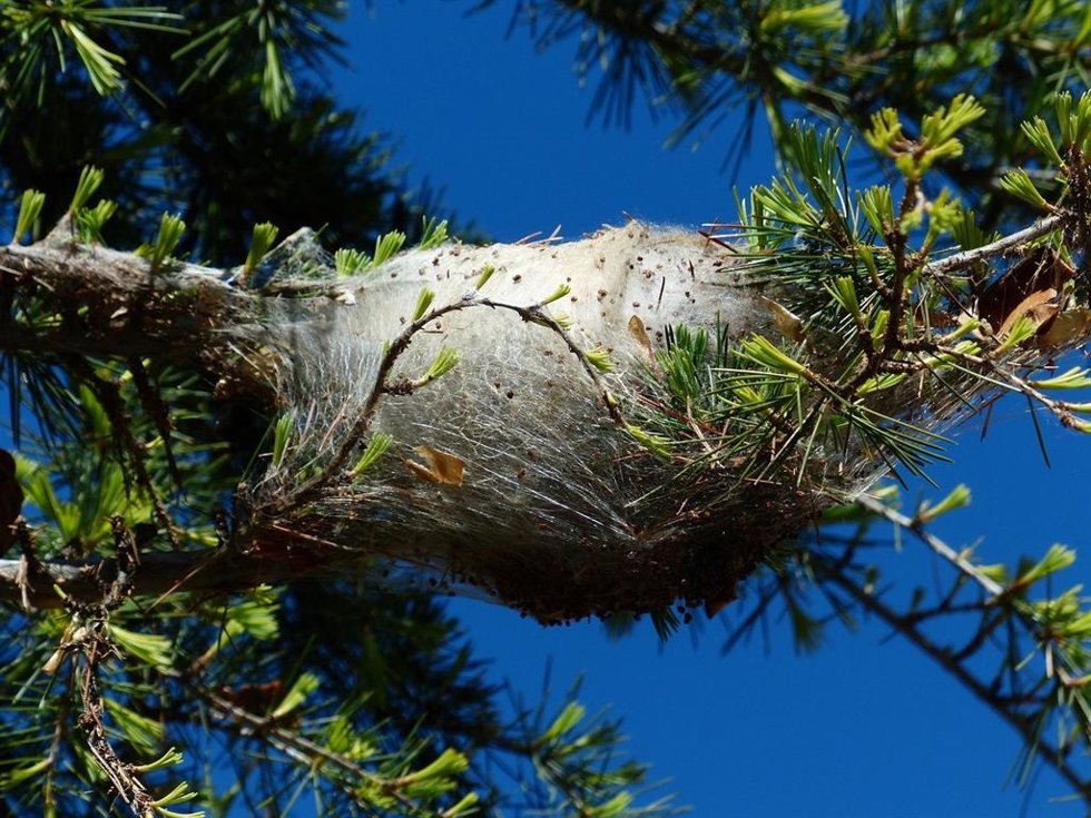 Los bosques presentan un grado variable de infestación