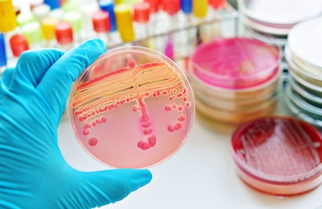 Archivo - Microbiología
