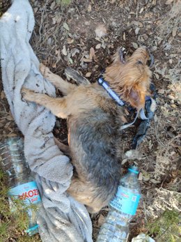 El Seprona rescata a dos perros en el Parque Natural de las Lagunas de Ruidera.