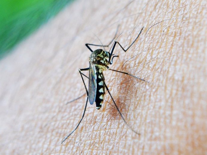Imagen de archivo un mosquito con virus del Nilo.