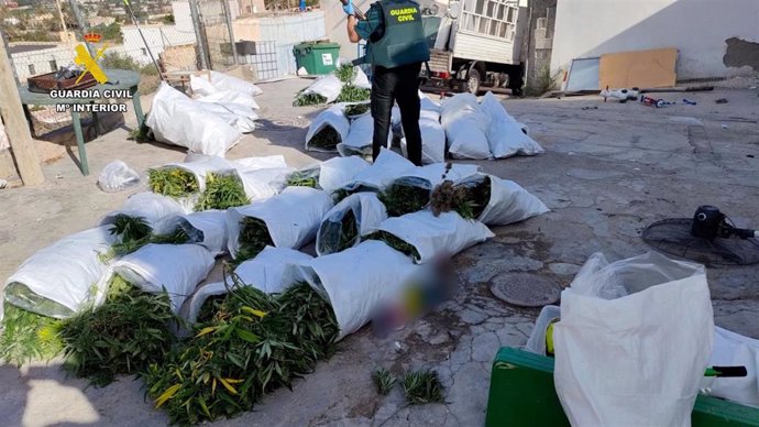 Marihuana intervenida en 15 casas cueva de Pechina (Almería).