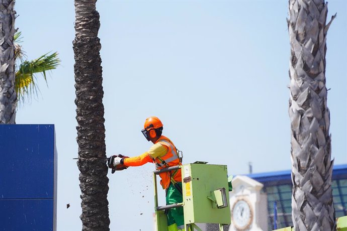 Un operari tallant una palmera