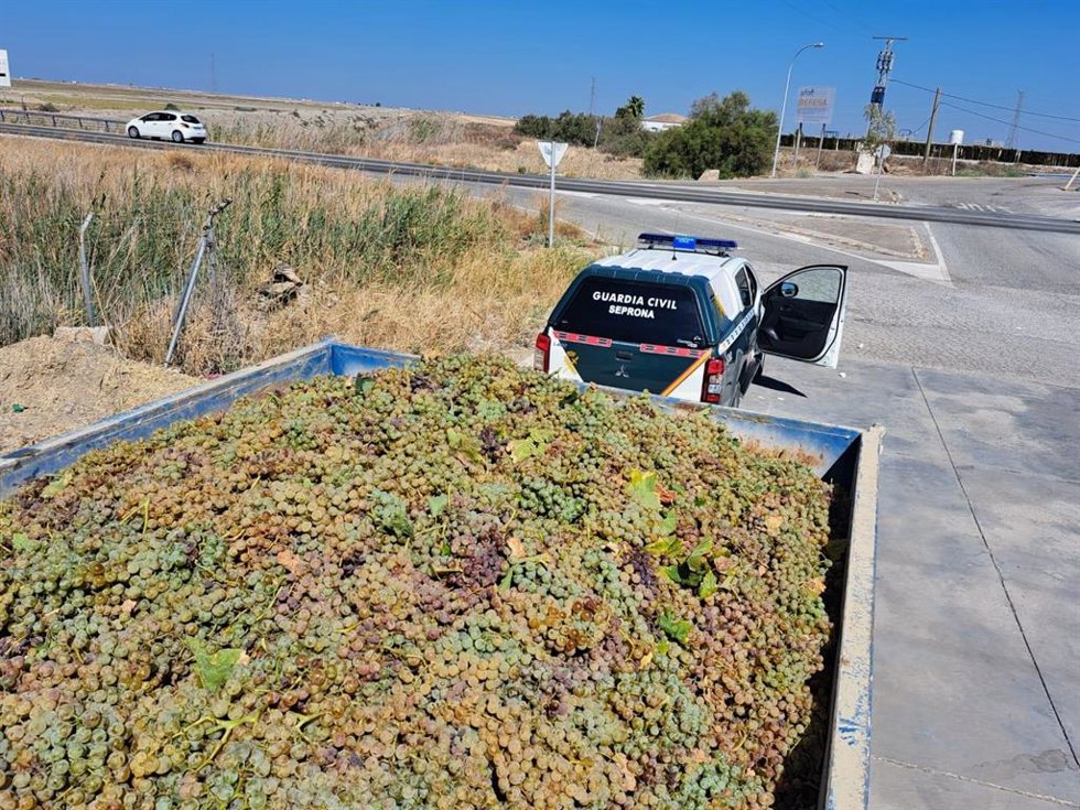 Uva intervenida por la Guardia Civil en los controles de vigilancia por la vendimia en el Marco de Jerez