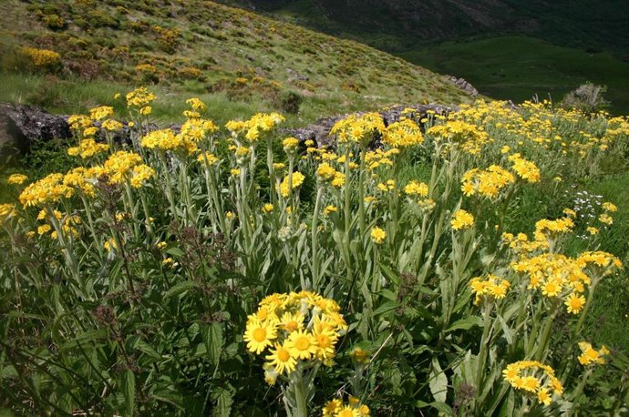 Tephroseris coincyi 3, una de las plantas que se protegerá en Ávila.