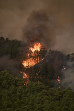 Llamas, en el monte, de un incendio forestal, a 16 de agosto de 2023, en Tenerife (España). Anoche se declaró un incendio forestal en Tenerife entre las localidades de Candelaria y Arafo. Lo que ha obligado a evacuar los municipios de Arrate, Chivisaye,