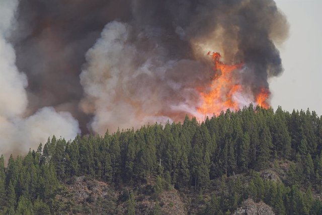 El incendio forestal, a 17 de agosto de 2023, en La Orotava, Tenerife, Islas Canarias (España). El Ayuntamiento de La Orotava ha confirmado que se ha tomado la decisión de evacuar de manera preventiva ante la evolución del incendio el núcleo poblacional d