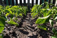 Comunidad y Ayuntamiento trabajan para notificar cese de actividad a quienes plantaron huertos ilegales en Valdebernardo