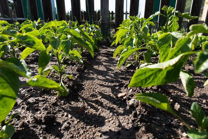 Archivo - Verduras de un huerto.