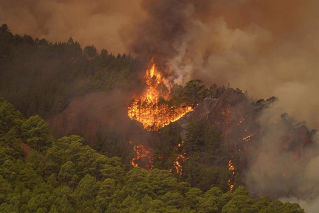 Llamas, en el monte, de un incendio forestal, a 16 de agosto de 2023, en Tenerife, Santa Cruz de Tenerife, Canarias (España). 
