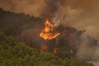 El incendio de Tenerife no impactará al pino canario, especie "adaptada al fuego" según Ingenieros de Montes
