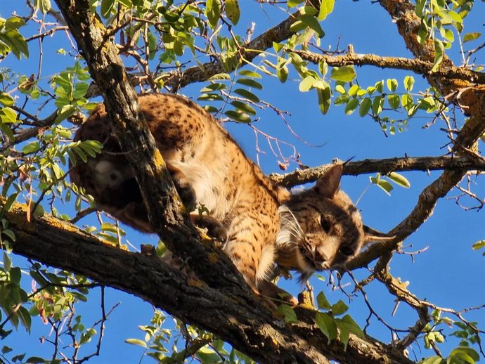 El lince ibérico aparecido en un árbol de Úbeda.
