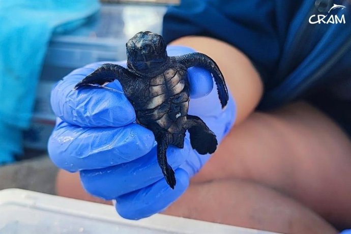 Nacen 78 tortugas marinas en un nido en el Vendrell (Tarragona)