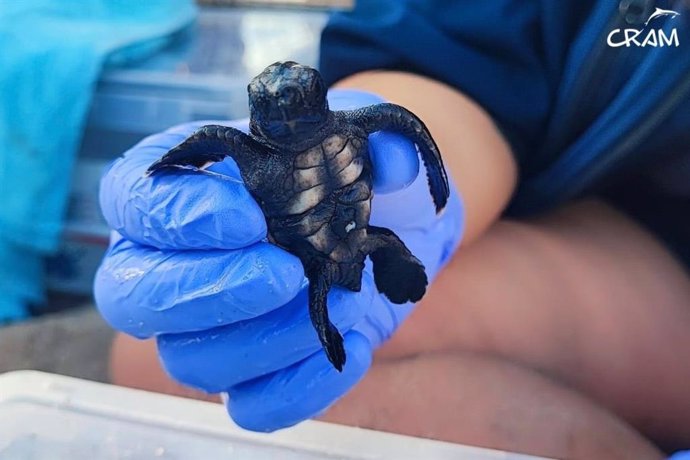 Neixen 78 tortugues marines en un niu al Vendrell (Tarragona)