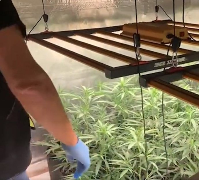 Los Mossos desmantelan 311 plantas de marihuana en un domicilio de Cabanes (Girona)