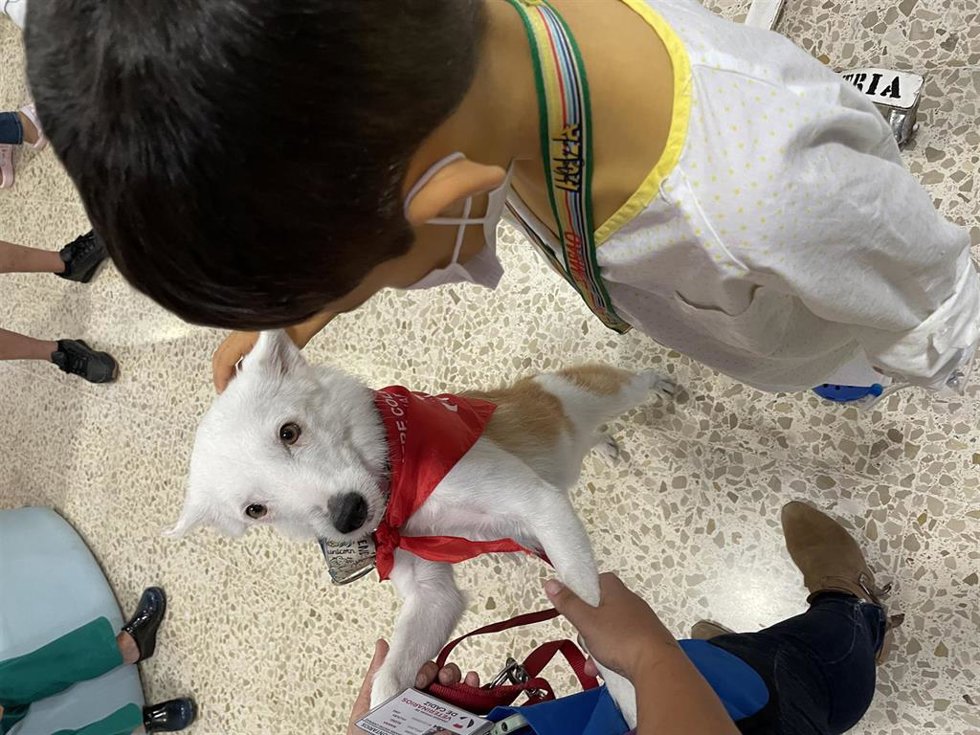 El Hospital de Cádiz impulsa la visita de perros a pacientes ingresados para hacer "más amable" su estancia