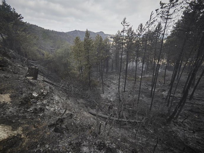 Archivo - Imagen de archivo del terreno calcinado en la Sierra del Perdón en el incendio de junio de 2022.