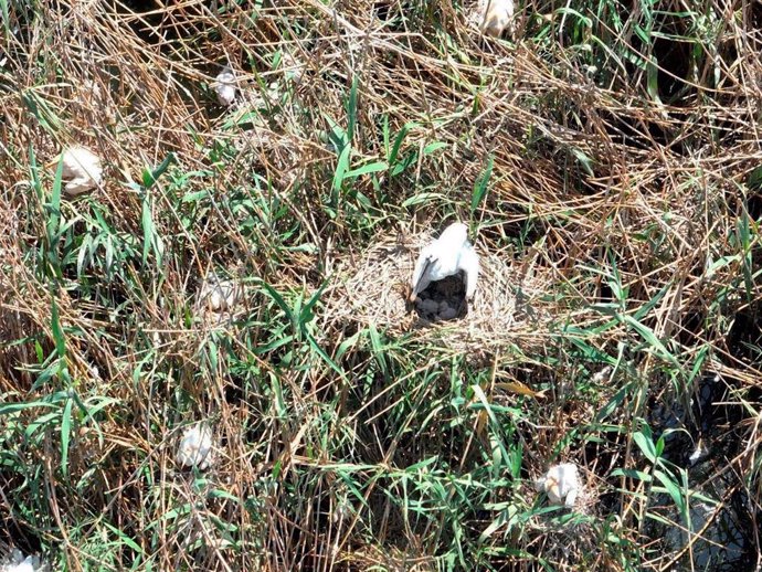 La Conselleria de Medio Ambiente constata que la espátula nidifica por primera vez en la Comunitat Valenciana