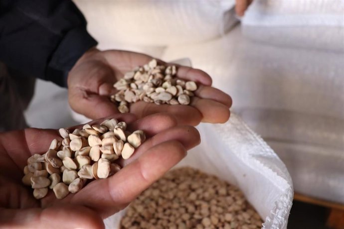 Archivo - Semillas de almorta.