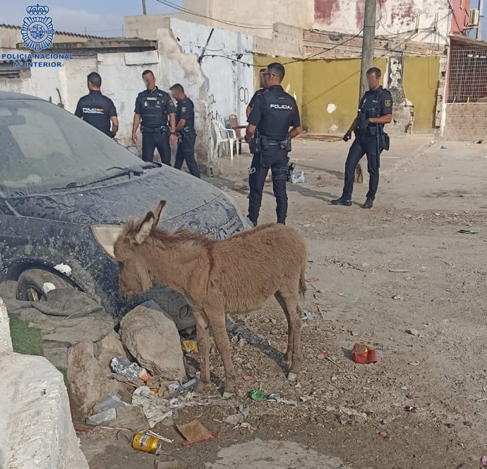La Policía Nacional encuentra a un burro caminando por las calles de Son Banya