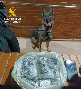 La perra 'Chipi' de la Guardia Civil con la droga incautada.