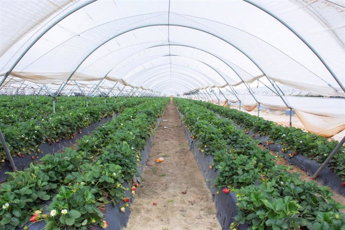 Invernadero de fresas en el entorno de Doñana.